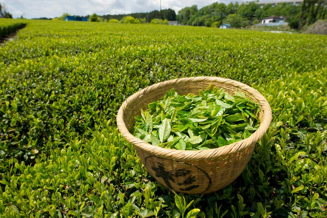 Green tea Extract,Green tea Extract price,Green tea Extract factory