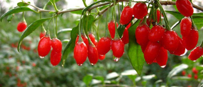 Wolfberry extract