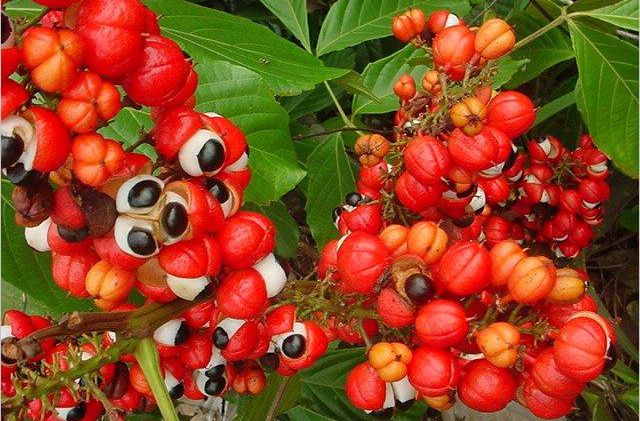 guarana