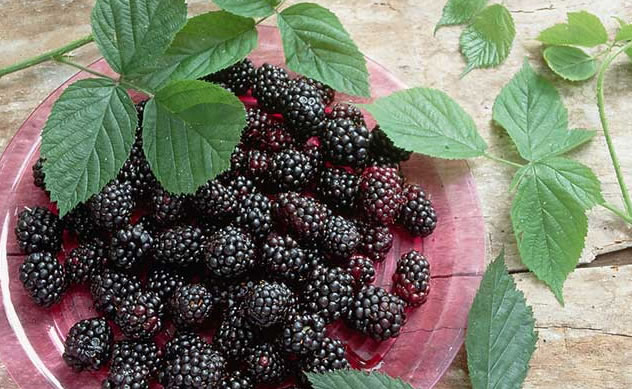 mulberry extract